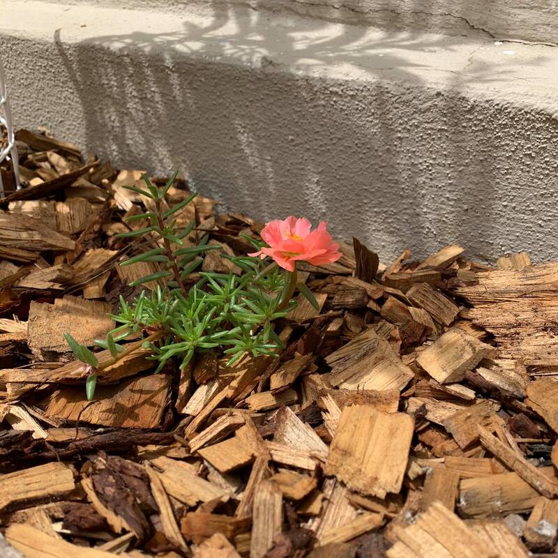 Clean Woodchips - get some for your garden at a competitive price